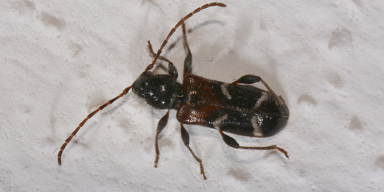Cerambicidae:   Poecilium alni